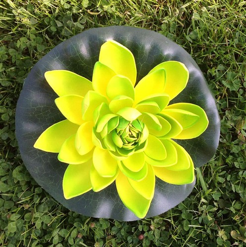 Seerose groß - seerose, 22