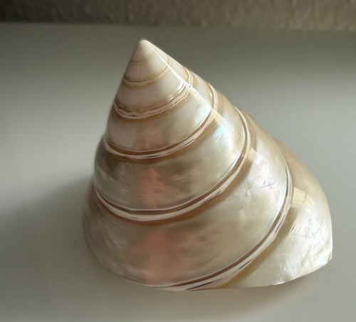 Kreiselschnecke trochus - kreiselschnecke,