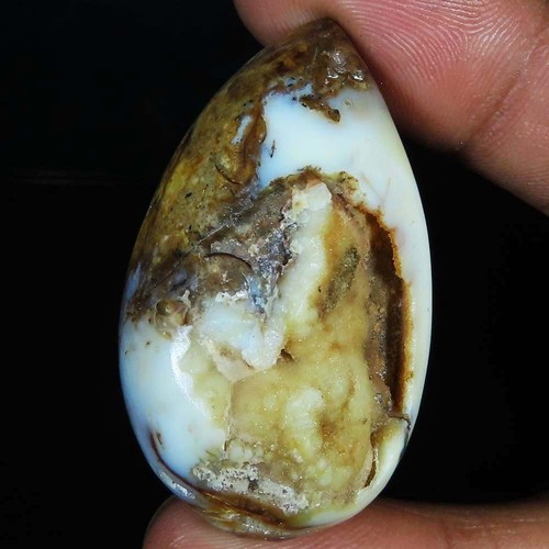Natürlich fossil schnecke - natürlich,