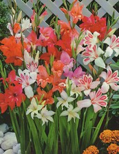 Zwerg Gladiolen gemischt "25