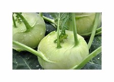 30 Korn Kohlrabi (Bio) Kossak F1 Garten Pflanzen - Samen F-S640
