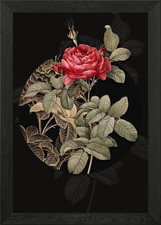 Rote gallische Rose Blumen