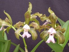 Duft Orchidee Cattleya  Ca. leopoldii var. coerulea `Gomez` x selbst