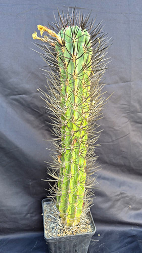 Eriosyce paucicostata xxl - eriosyce,