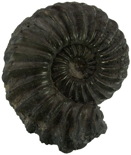 Lias pleuroceras spinatum - pleuroceras,