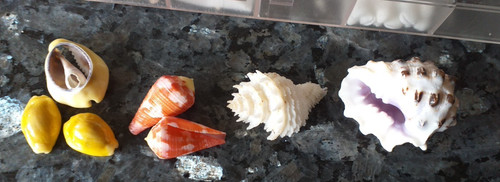 Muscheln schnecken a - schnecken, u.a