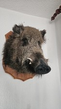 Wildschwein Kopf Präperat
