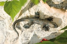 Bronzefigur Eidechse L10cm