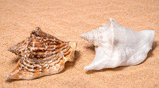 Set mit 2 jungen Muscheln