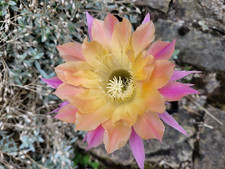 großes Kindel El Capitan Echinopsis Hybride Lobivia Hybride Kaktus Cactus