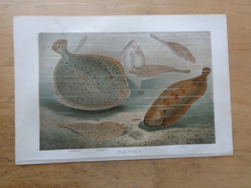 Orig chromolithographie - orig.(1892),