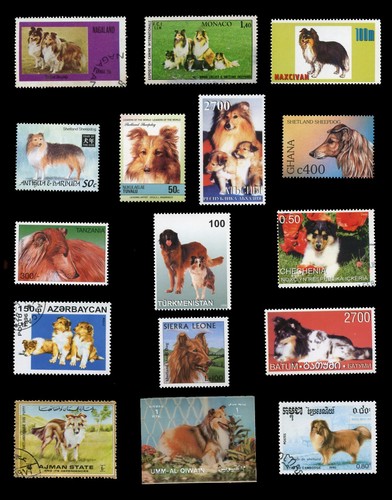 Shetland sheepdog sheltie - sheepdog,