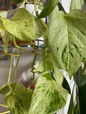 Philodendron  Alice Ableger