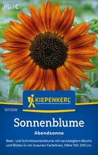 Kiepenkerl Sonnenblumensamen Abendsonne, für ca 20 Pflanzen - gut verzweigt