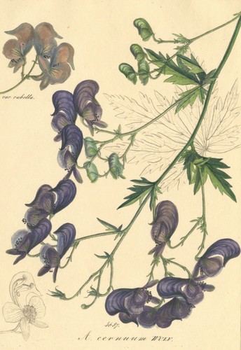 Bunter eisenhut aconitum - bunter,