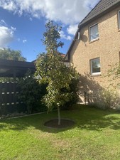 Magnolie purpur Magnolienbaum