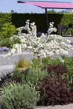 Malus 'Tina', Zierapfel