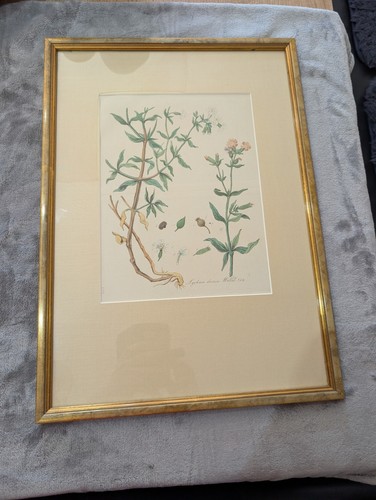 Antiquität 1814 botanischer - 1814:,