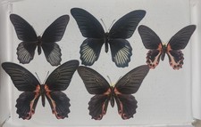 Papilio rumanzovia 2 males - -,