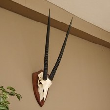 Oryx (Oryx gazella) Antilope