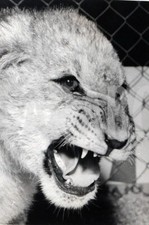 Altes Pressefoto Tiere, Löwe