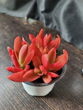 RARITÄT SELTEN `Crassula