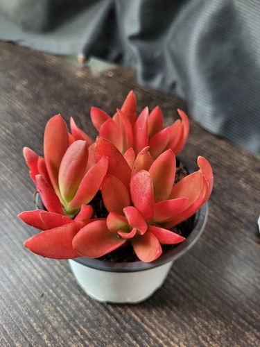 Rarität selten crassula - raritÄt,