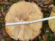 1 große unbehandelte Holzscheibe, Baumscheibe aus Buchenholz vom Stamm, 30x10cm