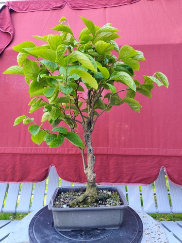 Kaki bonsai - kaki,