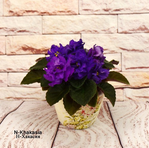 Khakasiia african violet - n-khakasiia,