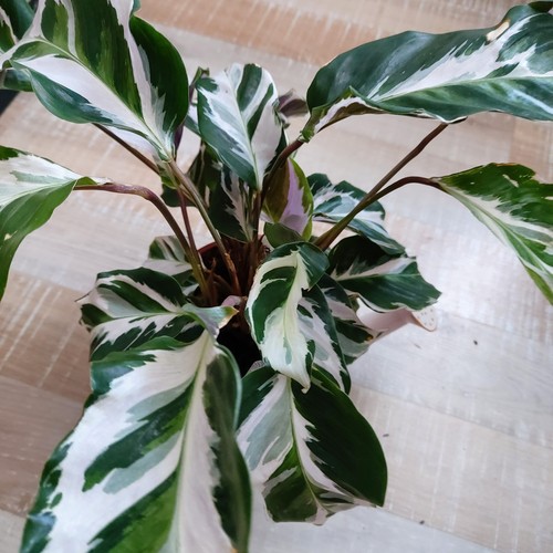 Calathea stella korbmarante - calathea,