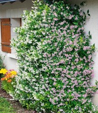 Baldur garten duft jasmin - baldur, duft-jasmin