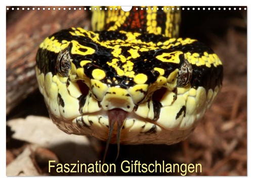 Faszination giftschlangen - faszination,