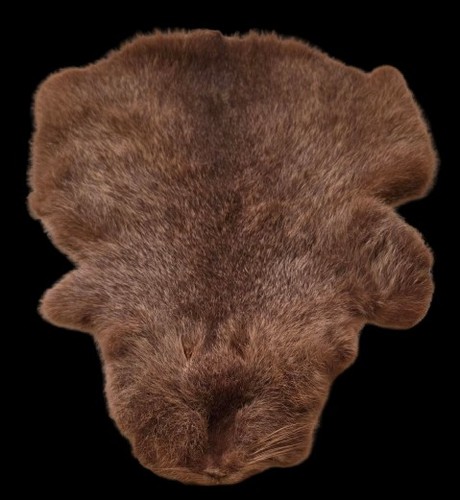 Antikes nutria fell - antikes,
