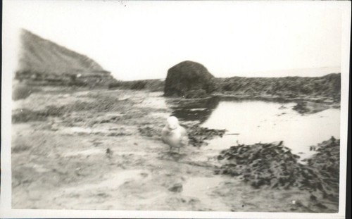 Vintage echt foto postkarte - vintage,