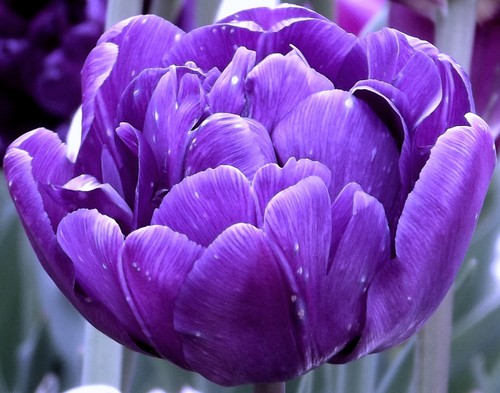Blaue tulpe - (◕‿◕)\@,