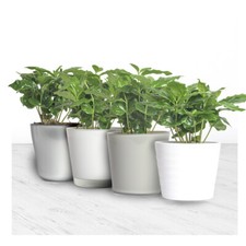 Echte Kaffeepflanze coffea arabica ca. 30cm mit Übertopf- pflegeleichter Kaffees