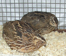 24 Wachteleier , Bruteier von Legewachteln in wildfarbig ,   + Brutanleitung