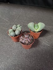 3 Stück Lithops lebende Steine im ca. 6 cm Topf Sukkulente Kaktus Kakteen 