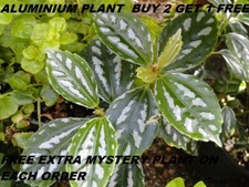 Aluminium Plant Freshwater