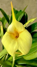 Masdevallia Citron Moon Select blühend  Orchidee Orchideen Dracula