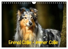 Einmal collie immer - collie,