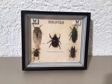 Echte exotische Insekten -