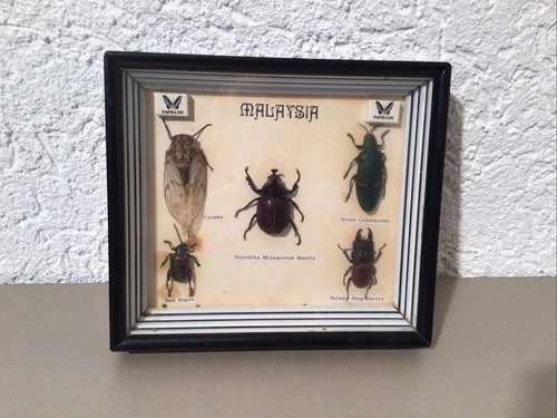 Echte exotische insekten - exotische,