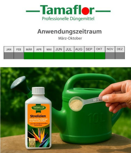 Strelitzien dünger - strelitzien,