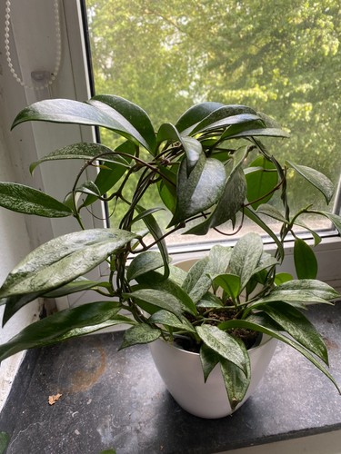 Hoya bundle burtoniae gross - burtoniae,