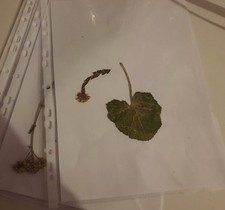 Heilpflanzen für Herbarium