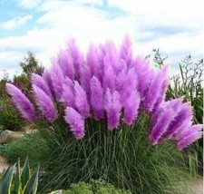 Set Frosthartes Amerikanisches Pampasgras Cortaderia Ziergras  2x rosa