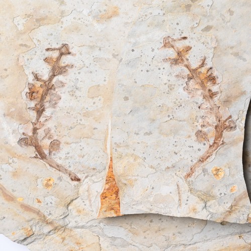 Fossil kreide pflanze - fossil,