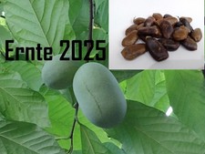 Indianerbanane Pawpaw Asimina triloba Samen 25 Stück